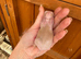 7 Mini lops - waiting list open
