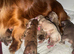 Miniature dachshund puppies Long haired