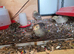 quails chicks 4 to 6 week old around 30 left