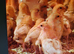 Bovan brown hens