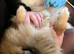 Pet microchipping - Pregnancy Scans