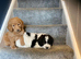 Two lovely Goldendoodle pups for sale