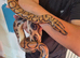 Brazilian Rainbow Boa