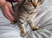 8 week old female kittens