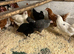 Pol  hens