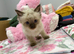 Beautiful kittens arę looking for loving forever homes