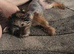 15 week girl pedigree Yorkie girl