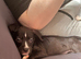 Staffie cross Frenchie