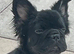 Beautiful fluffy frenchie female