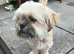 Shihtzu
