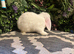 X2 blue eyed white mini lop boys