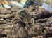Chaco Horned Frogs (Chacophrys pierottii) at Birmingham Reptiles