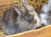 Dwarf lop babys