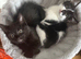 8 week old kittens ready now