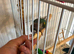 Beautiful bonded pair green check conures