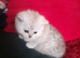 Fluffy Scottish folds