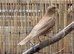 Male Cinnamon song thrush
