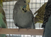 2026 budgies