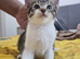 Gorgeous male kitten