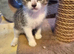 Beautiful kittens, ready now!
