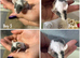 8 male fancy mice for sale