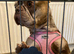 Female Merle frenchie