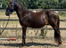 2 year old new forest gelding