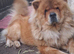 Chow chow