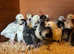 Sussex Ranger male chicks