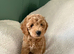 F1b Cavapoo Puppies 1 Boy 2 Girls