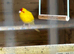 Kakariki