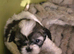 shih tzu puppies