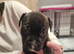 Puppies for sale