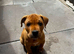 Shar pei puppy boy 8 weeks old