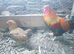 Pair of Partridge Wyandotte bantams