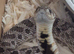 Adolescent Western Hognose