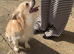 Male chihuahua