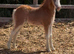 Pretty section A filly