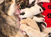 Pomsky Litter F3