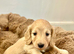 Adorable mini long haired dachshund puppies