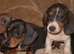 Full dachshunds