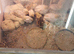 White buttons quails