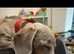 Dachshund for a new loving home