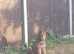 10 weeks old German shepherds