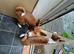 Basenji puppies litter 6 OLNY TWO MALES LEFT 4 months old now