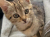 9 weeks old kittens ready in 3 weeks