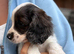 Cavapoo puppies