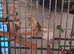 Beautiful conure for sale