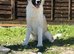 Beautiful Huskita girl