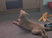 Female Golden labador retriever